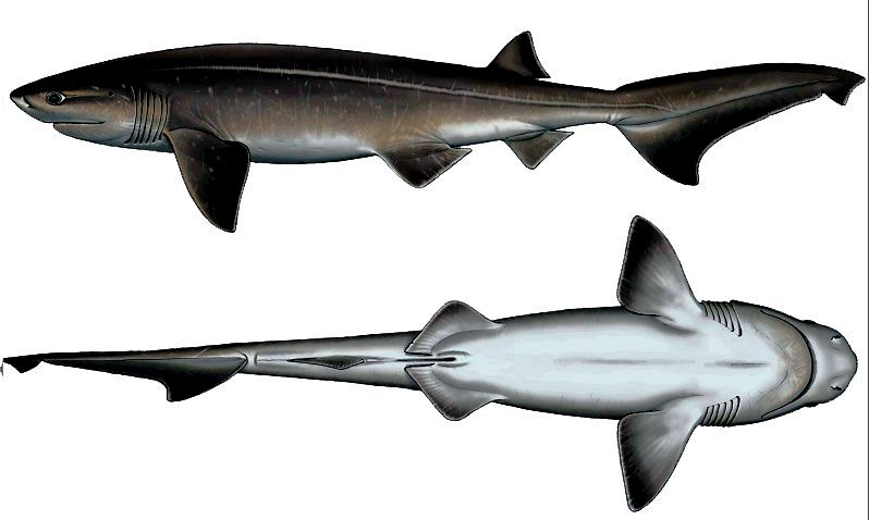 Hexanchus griseus_08.jpg